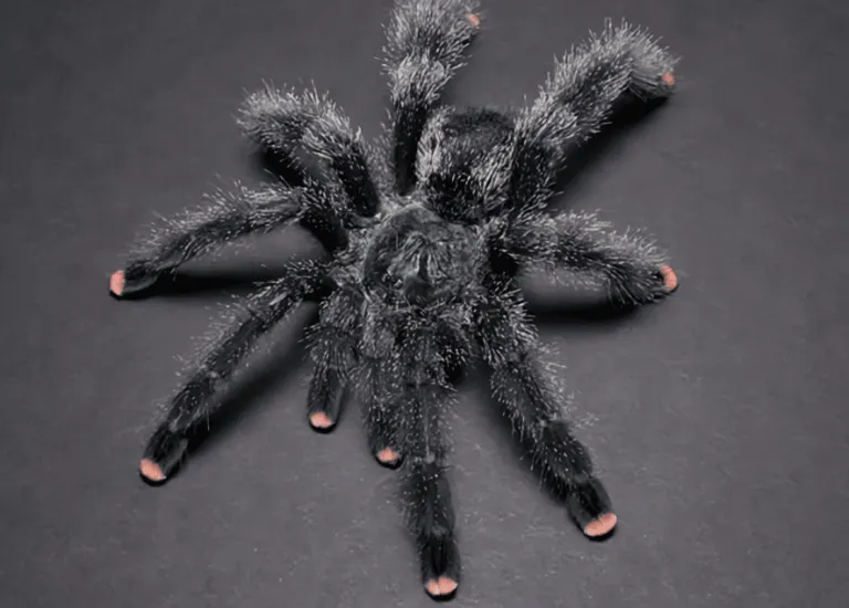 20545 pink toe tarantula first aid