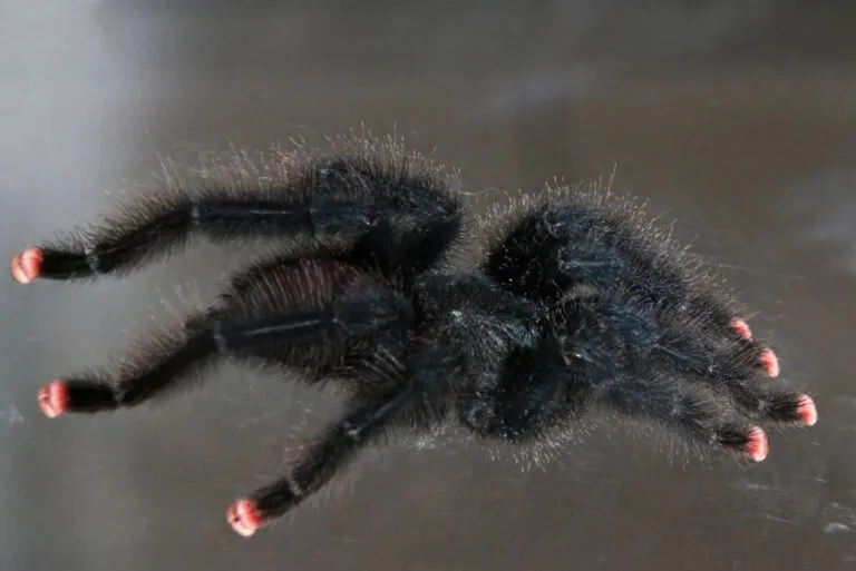/img/20545-pink-toe-tarantula-myth.webp