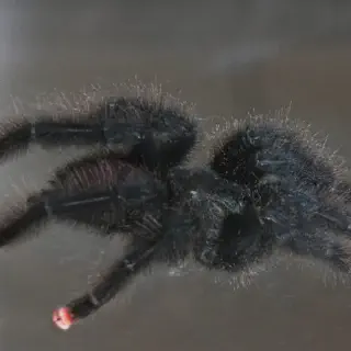 /img/20545-pink-toe-tarantula-myth.webp