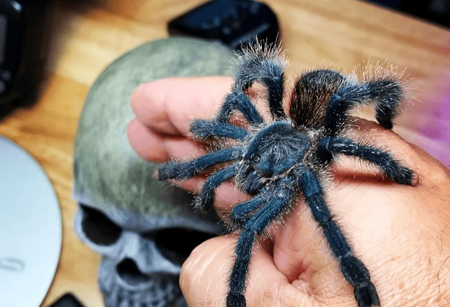 20545 pink toe tarantula venom