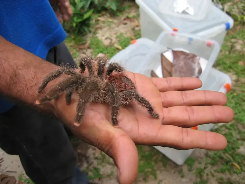 20545 tarantula bite treatment
