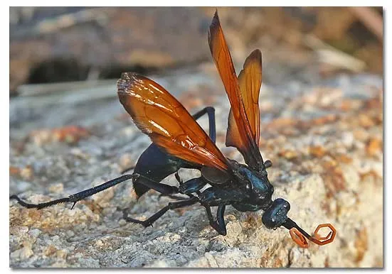 /img/20547-tarantula-hawk-conservation.webp