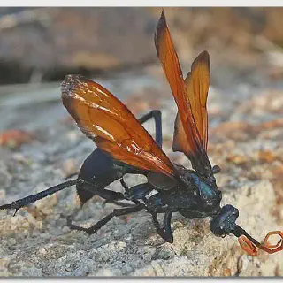 /img/20547-tarantula-hawk-conservation.webp