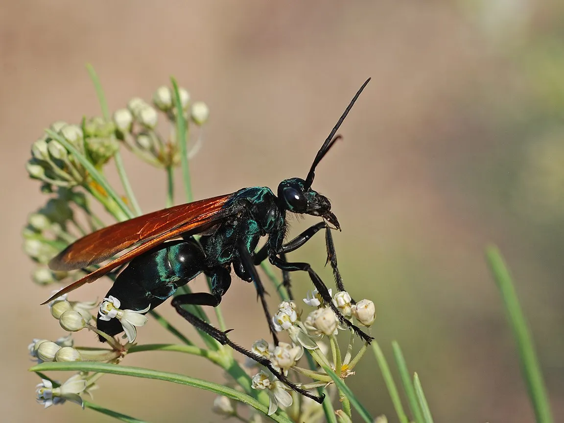 20547 tarantula hawk diet