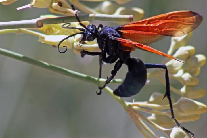 20547 tarantula hawk hunting
