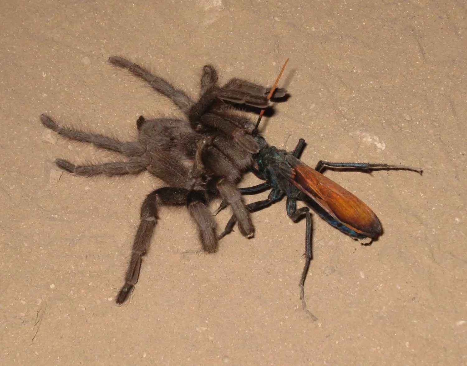 20547 tarantula hawk interactions