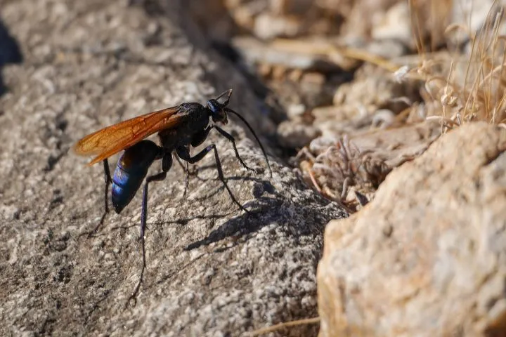 20547 tarantula hawk life cycle