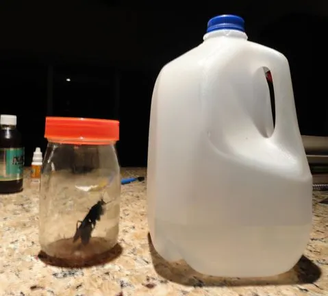 20547 tarantula hawk sting