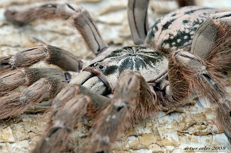 20548 cleaning tarantula enclosure