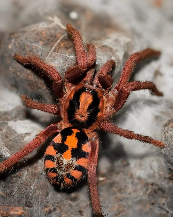 20548 healthy tarantula