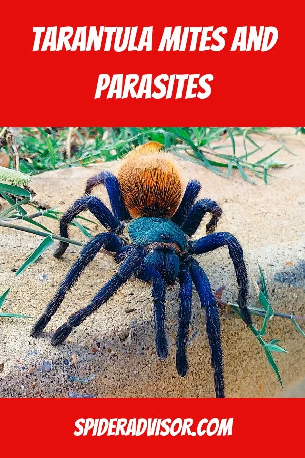 20548 quarantine tarantula
