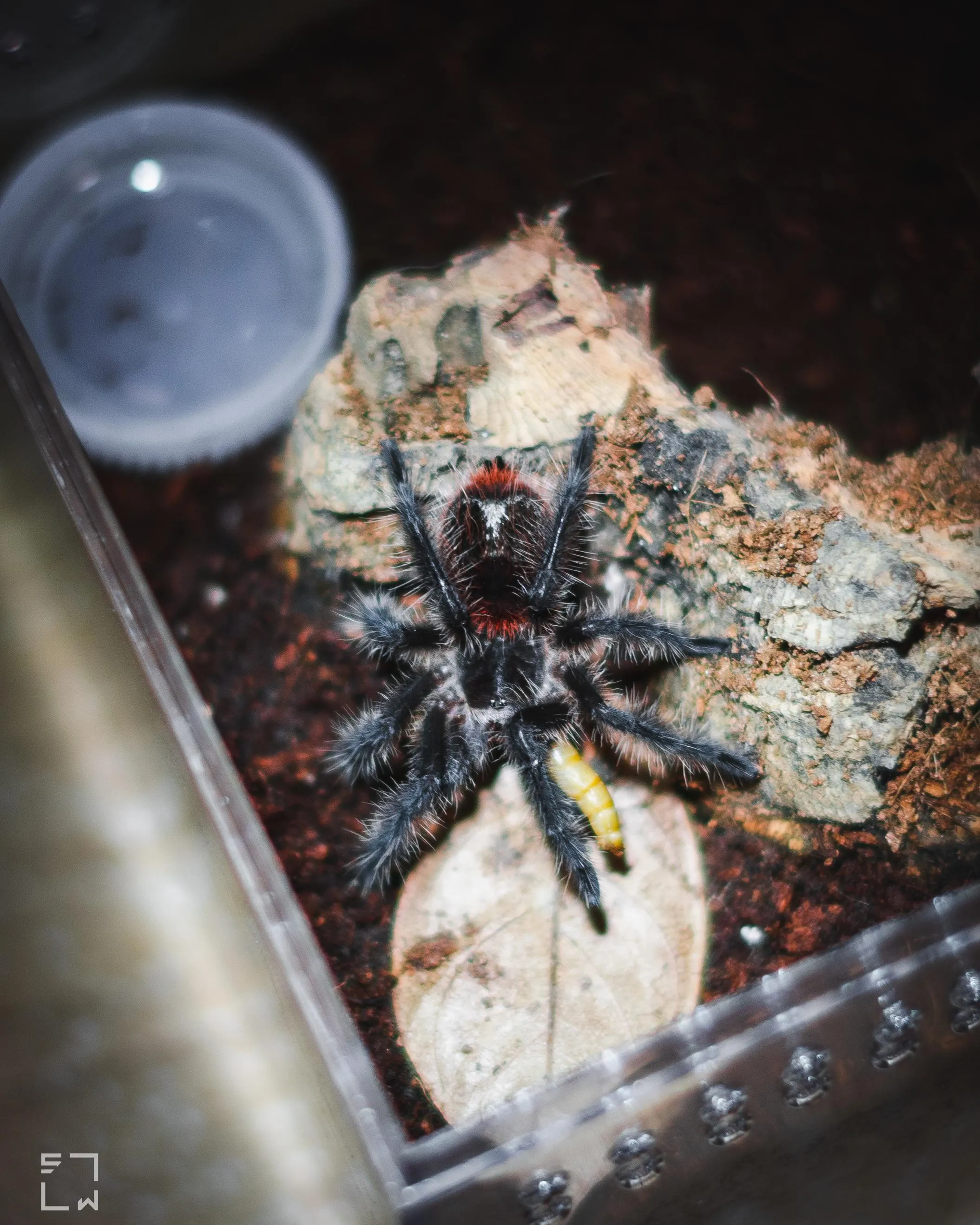 /img/20549-healthy-tarantula.webp