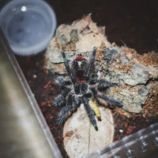 /img/20549-healthy-tarantula.webp