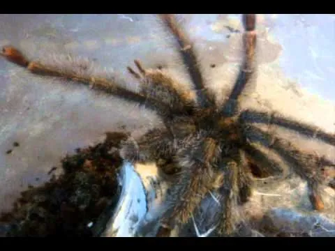 20549 tarantula feeding guide