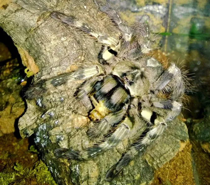 20549 tarantula spiderling feeding