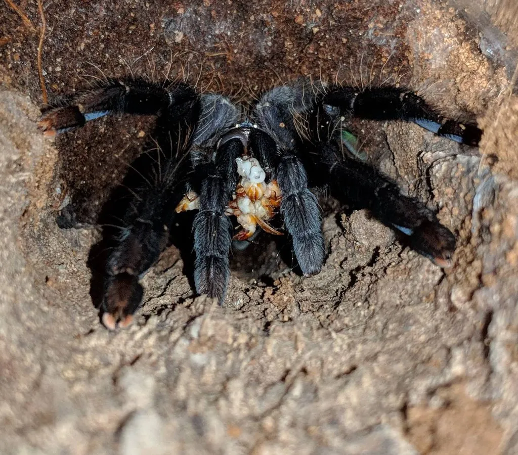 20549 tarantula water dish