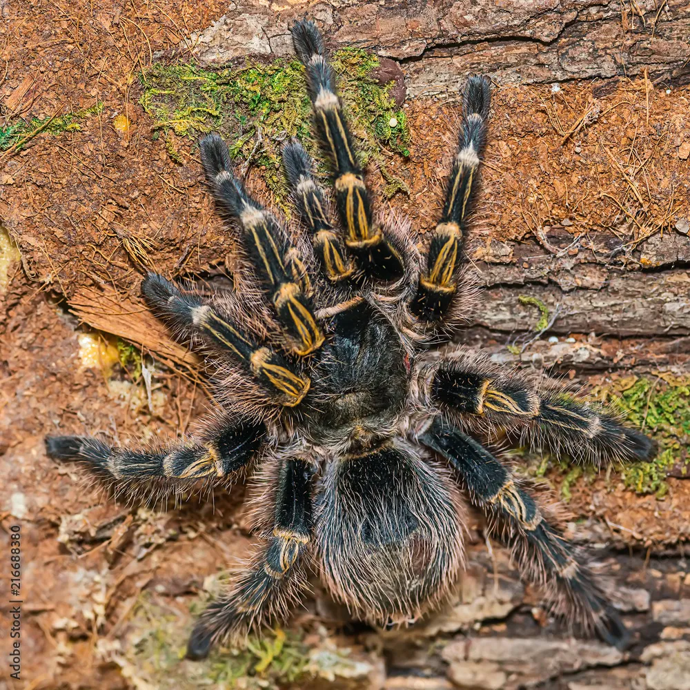 /img/20553-tarantula-hiding-place.webp