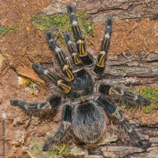 /img/20553-tarantula-hiding-place.webp