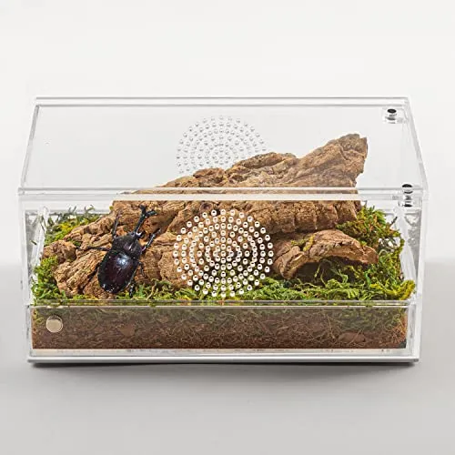 20553 tarantula in terrarium