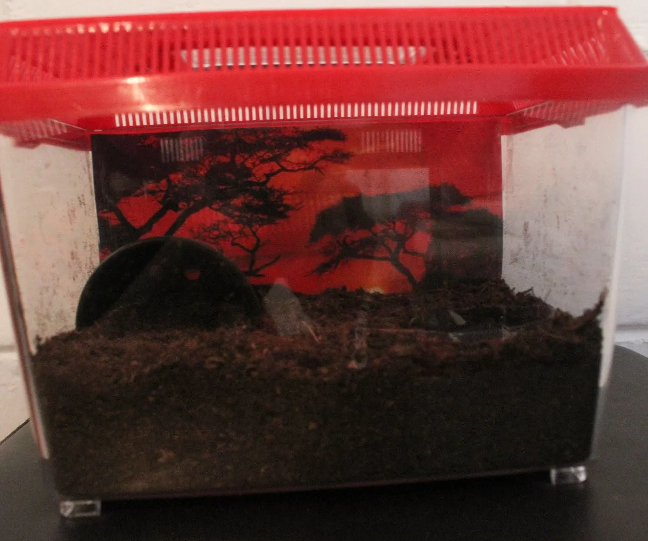 20553 tarantula terrarium size