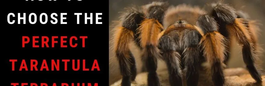 20553 tarantula water dish