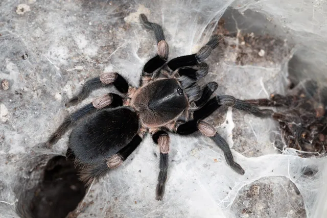 20555 himalayan tarantula overview