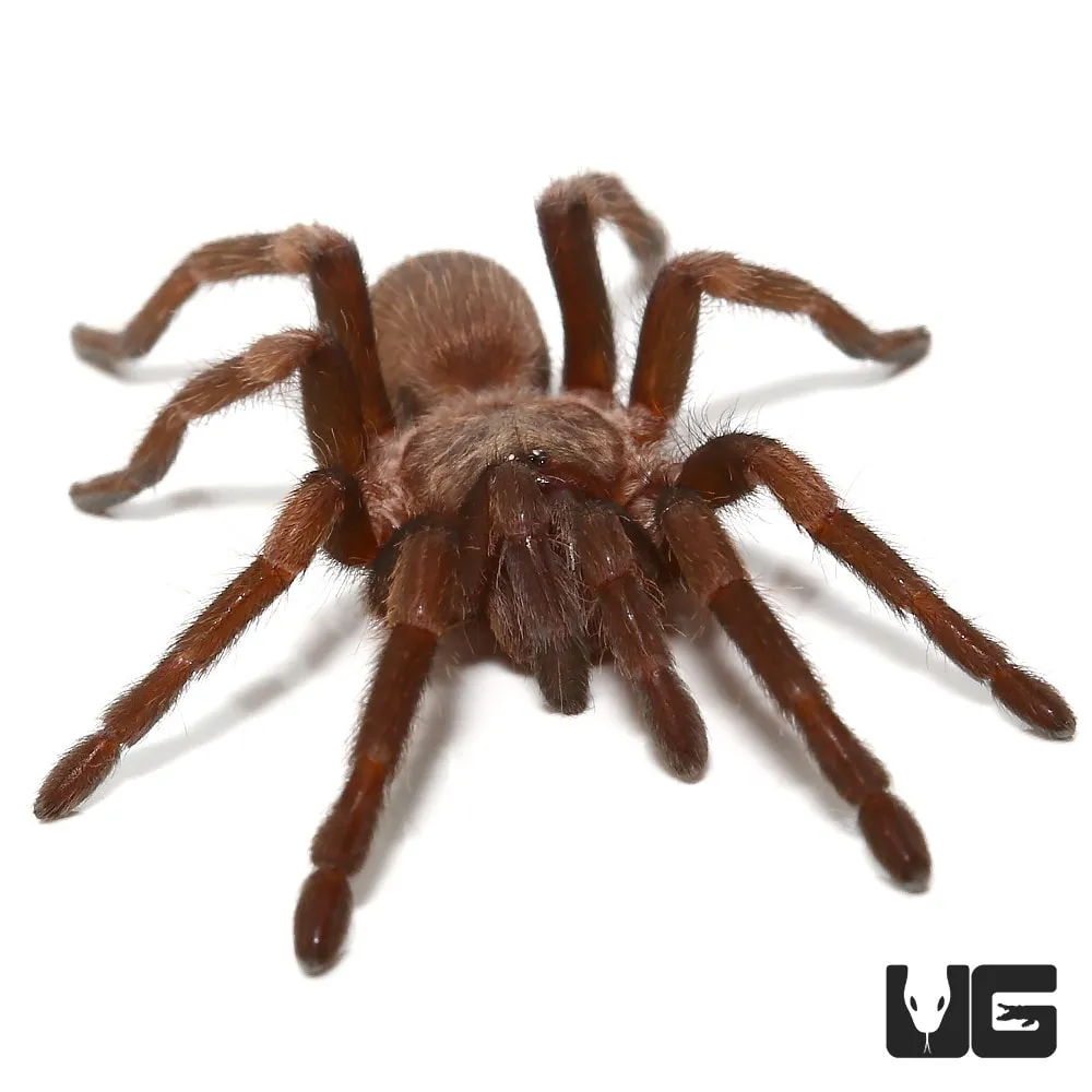 /img/20555-spiderlings-care.webp