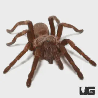 /img/20555-spiderlings-care.webp