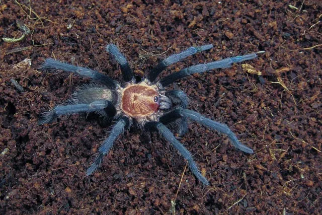 20555 tarantula enclosure