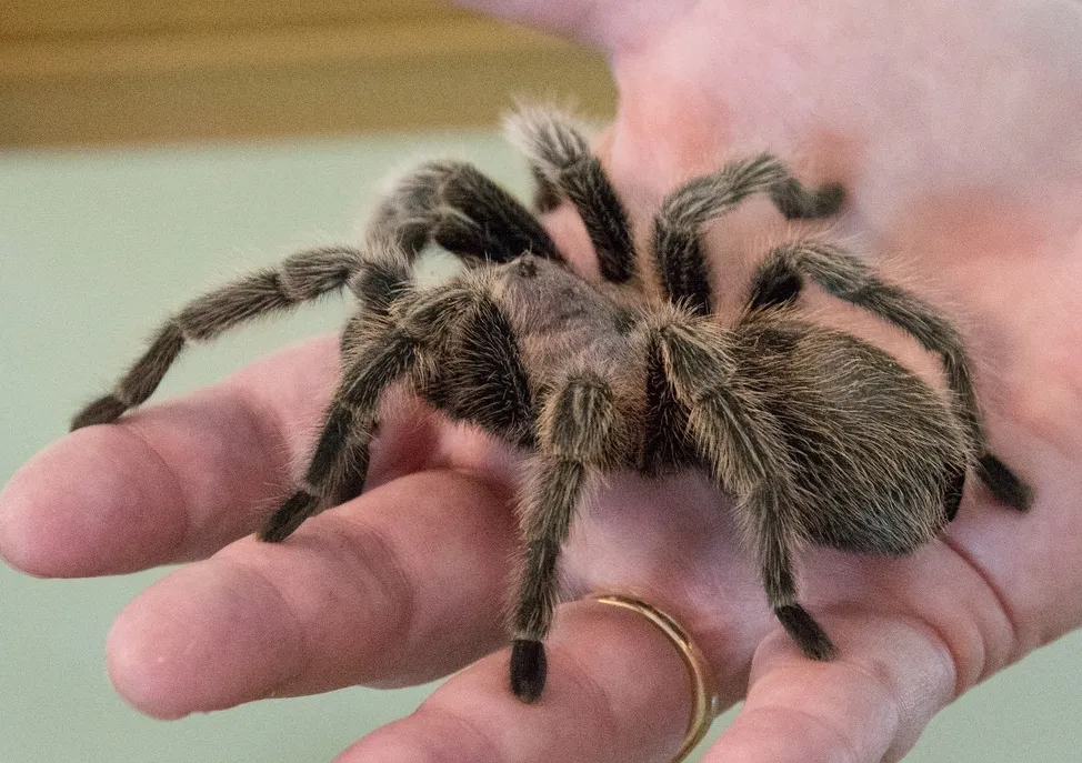 20555 tarantula feeding