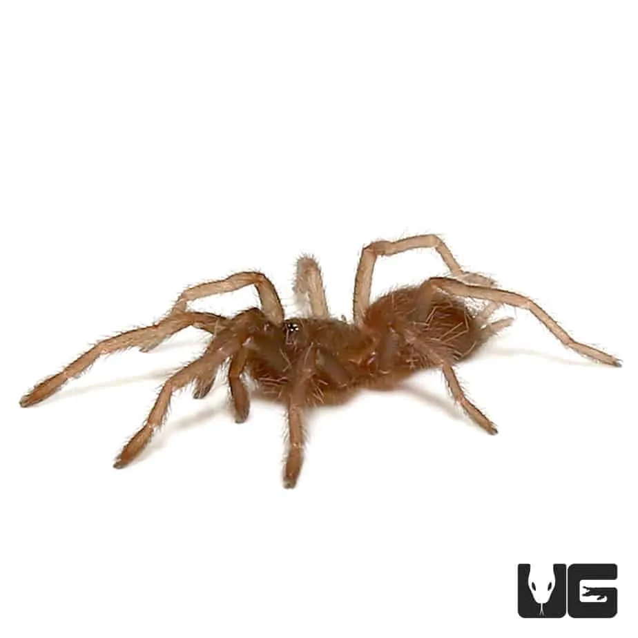 20555 tarantula handling