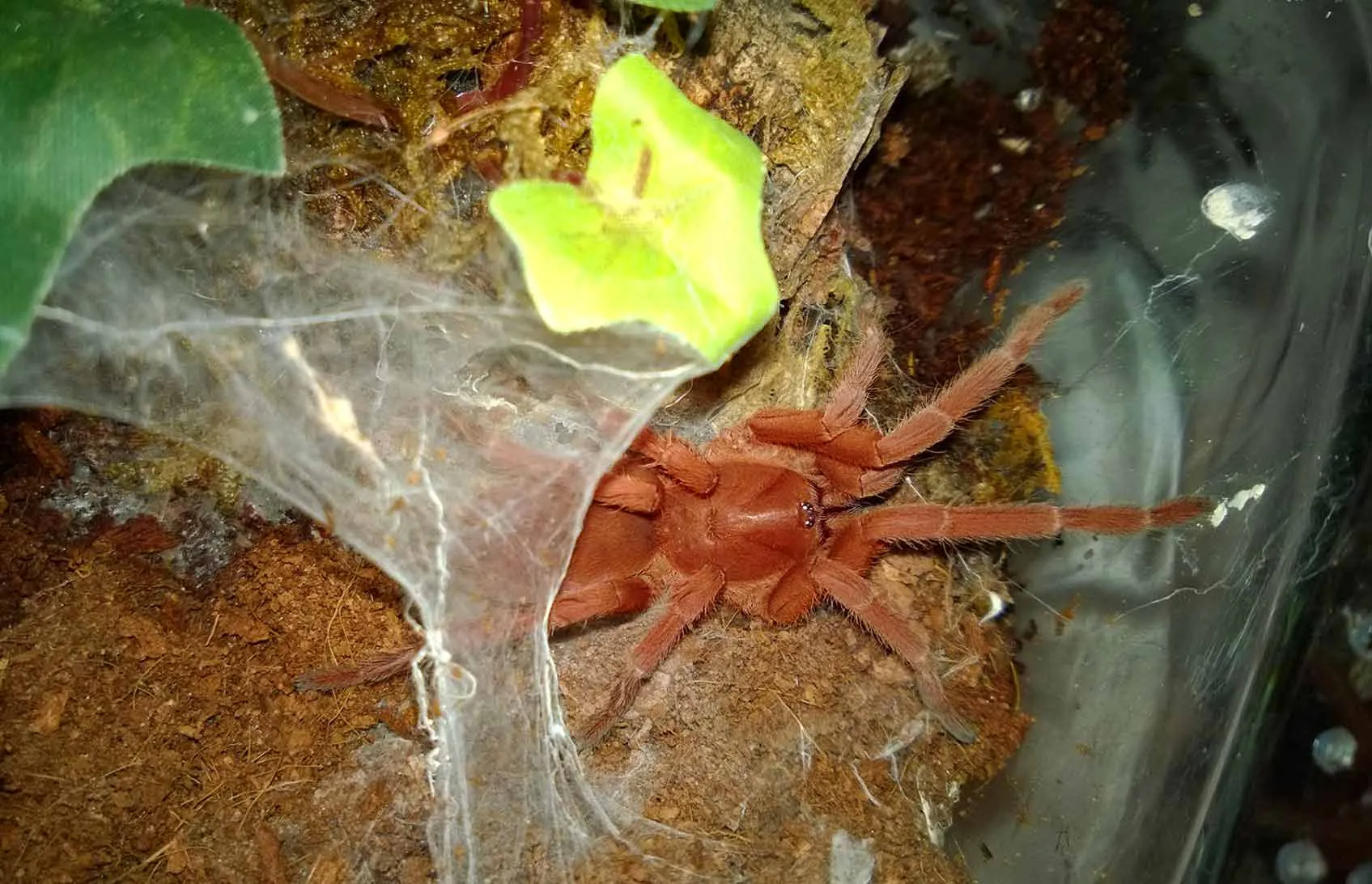 20555 tarantula health