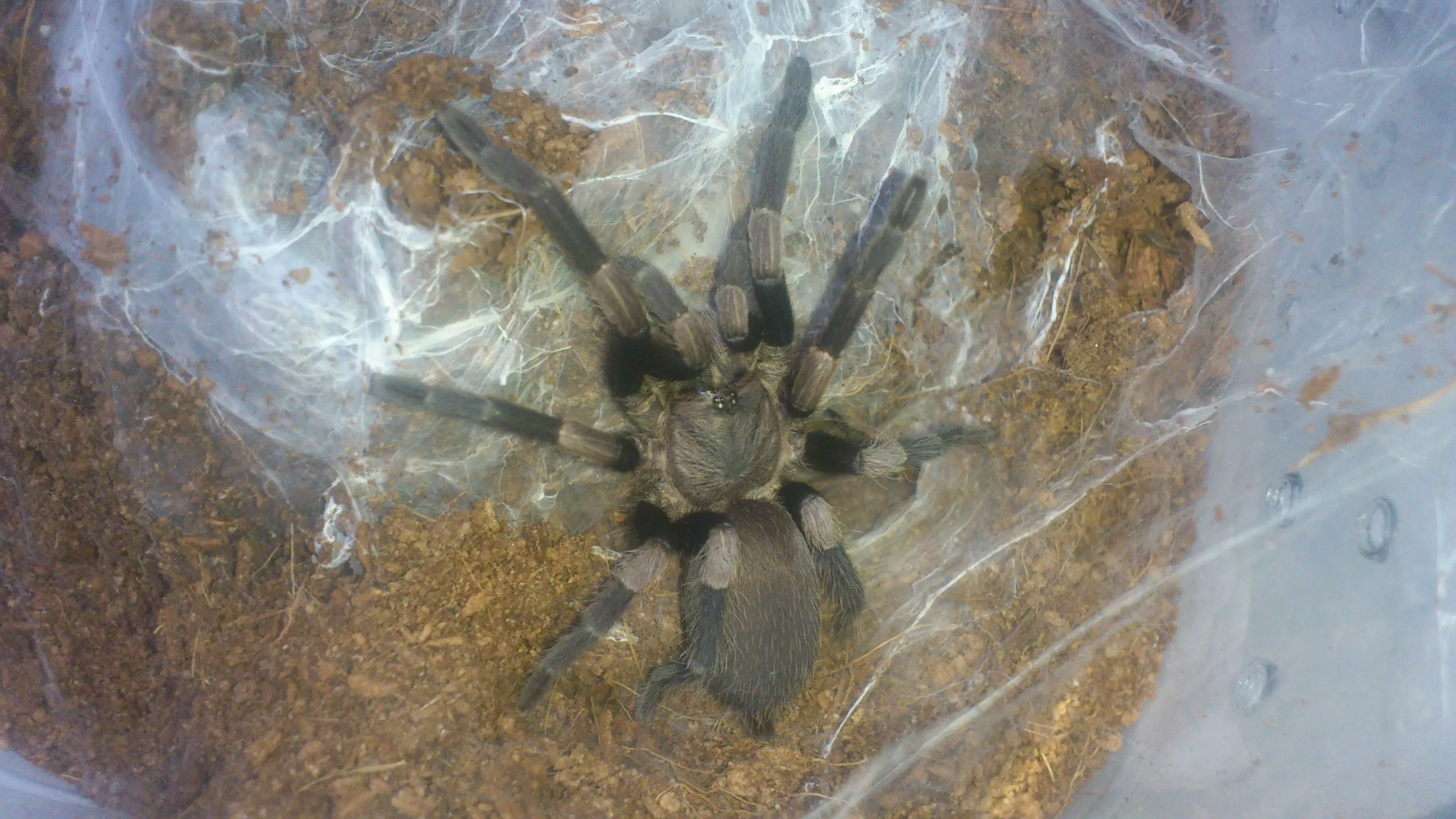 20555 tarantula substrate