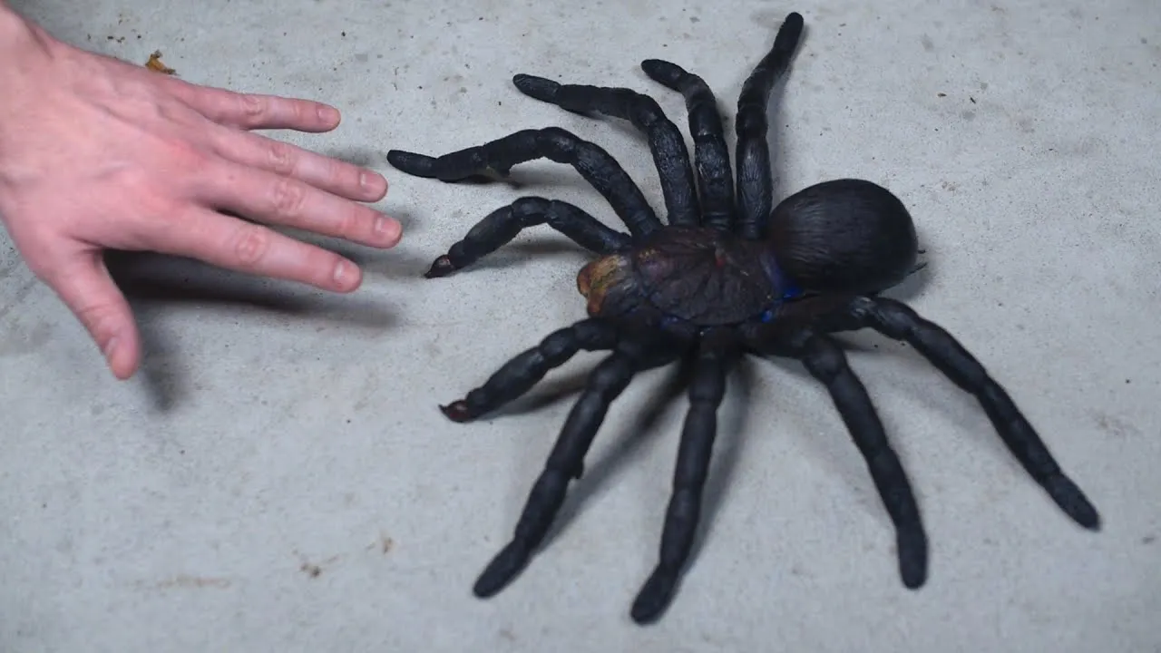 20556 goliath birdeater