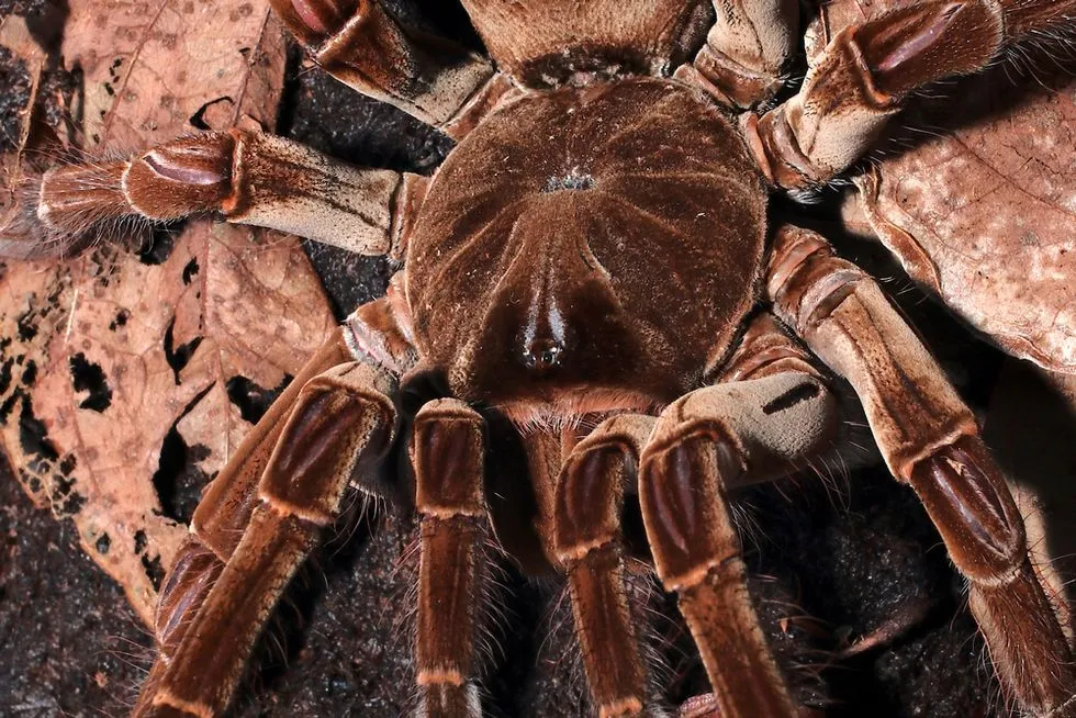 20556 tarantula feeding