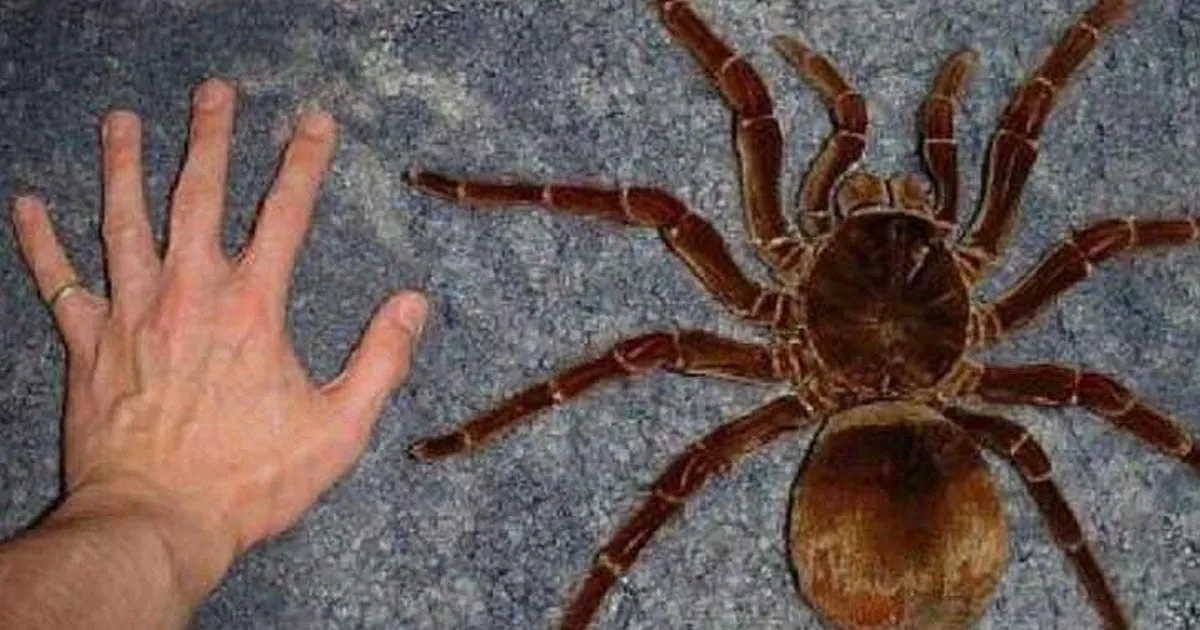 20556 tarantula leg span