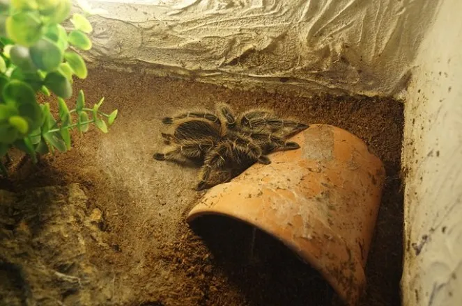 20557 tarantula enclosure setup