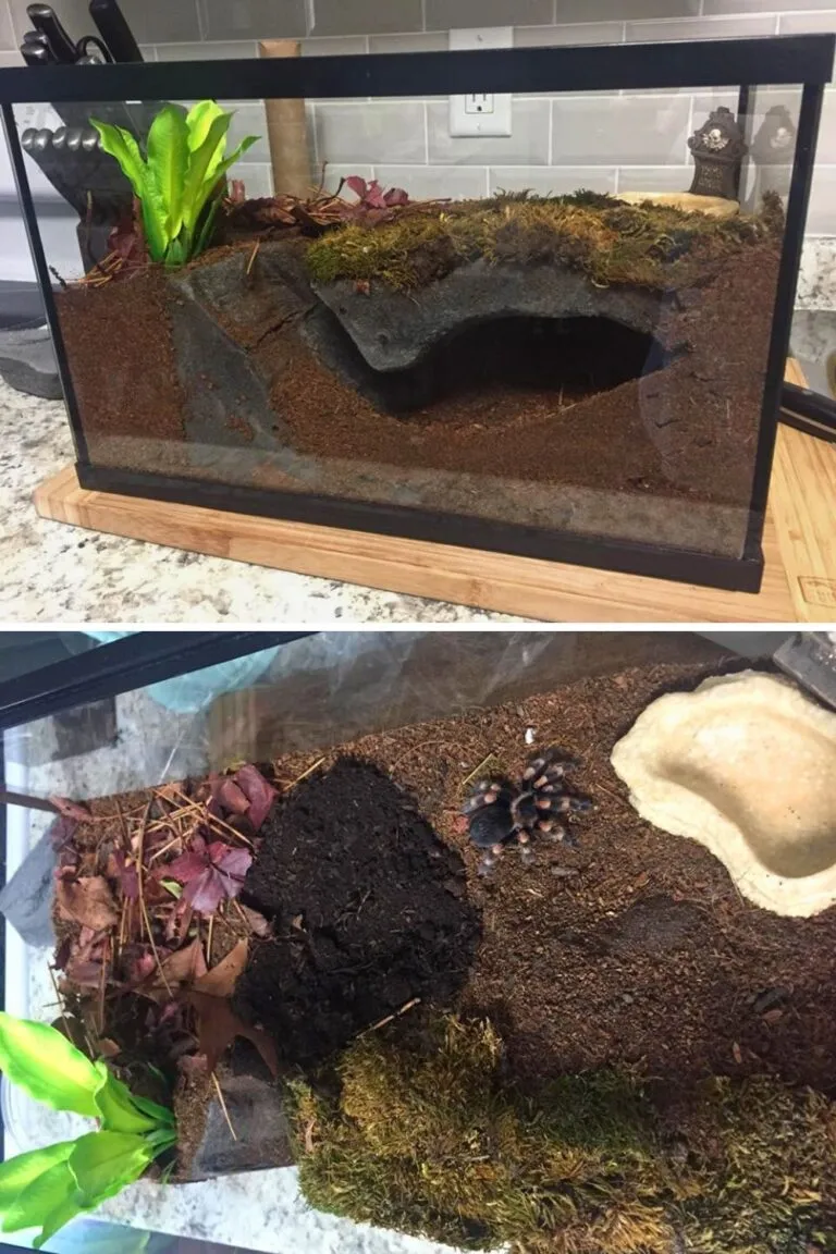 20557 tarantula feeding