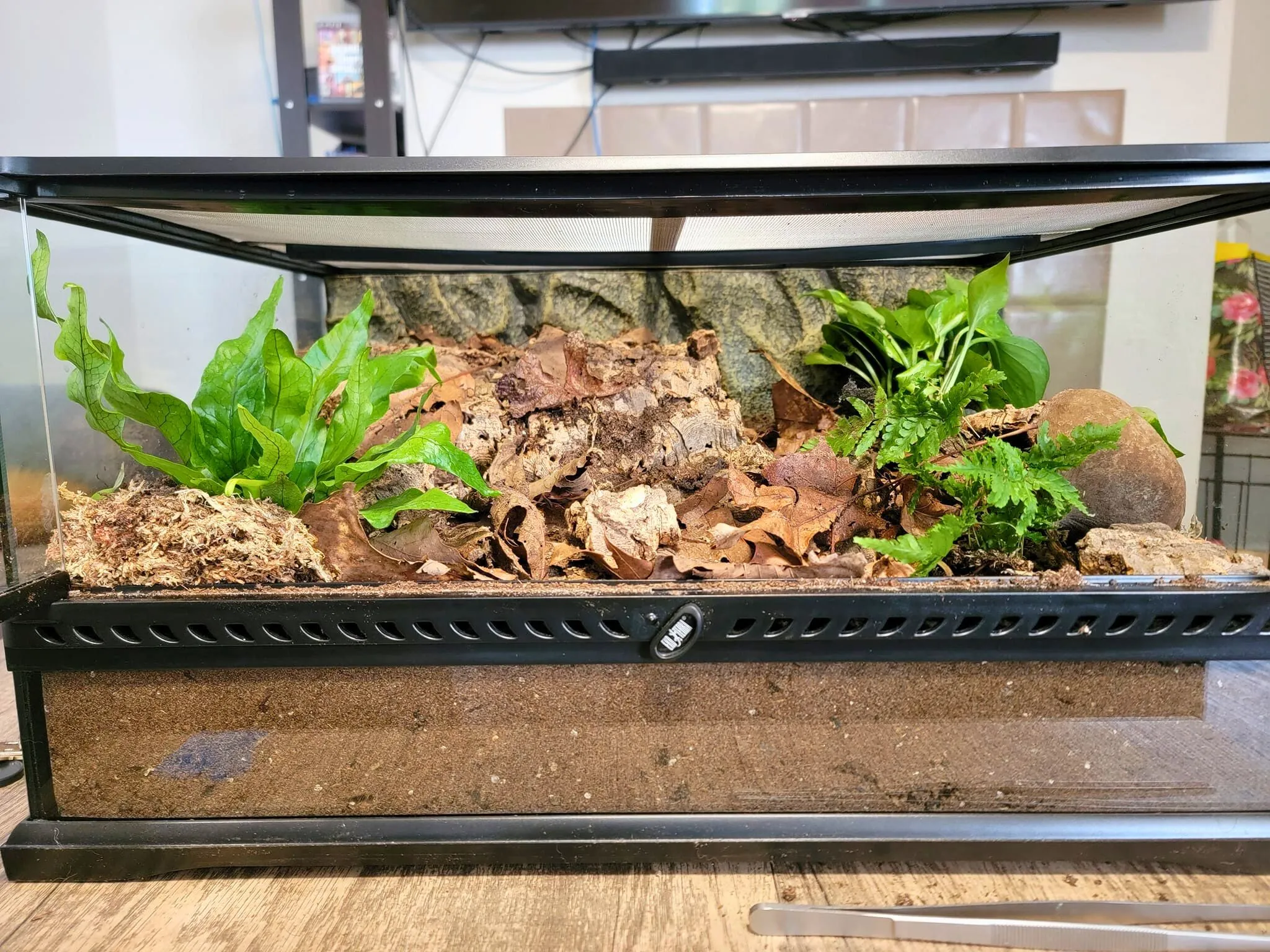 20557 tarantula humidity