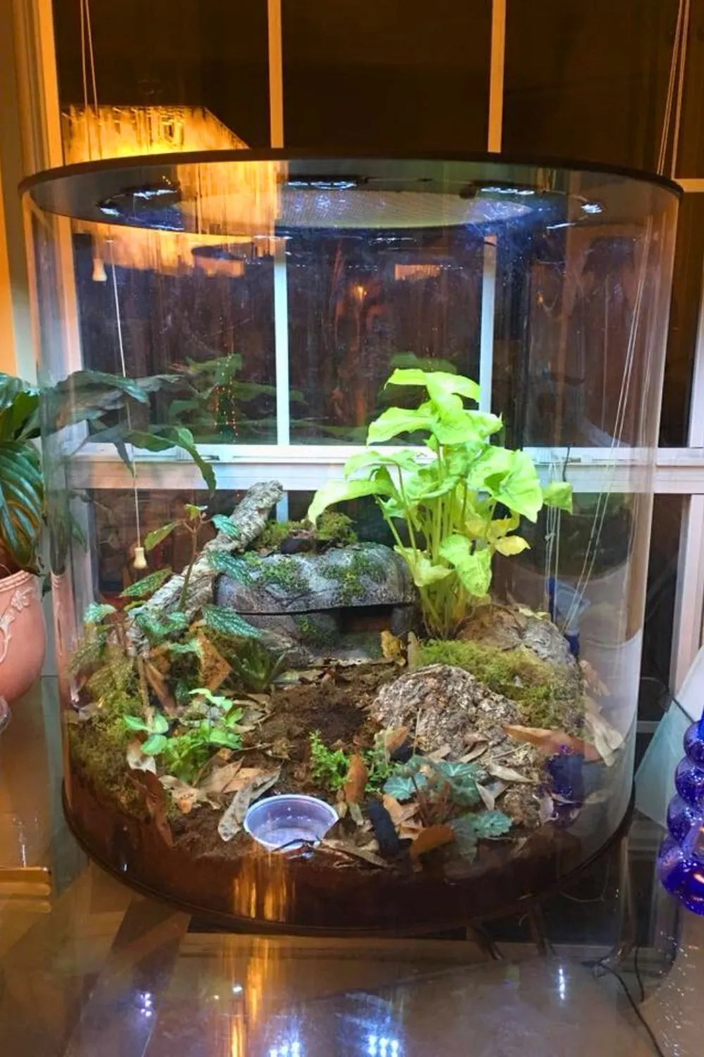 20557 tarantula molting