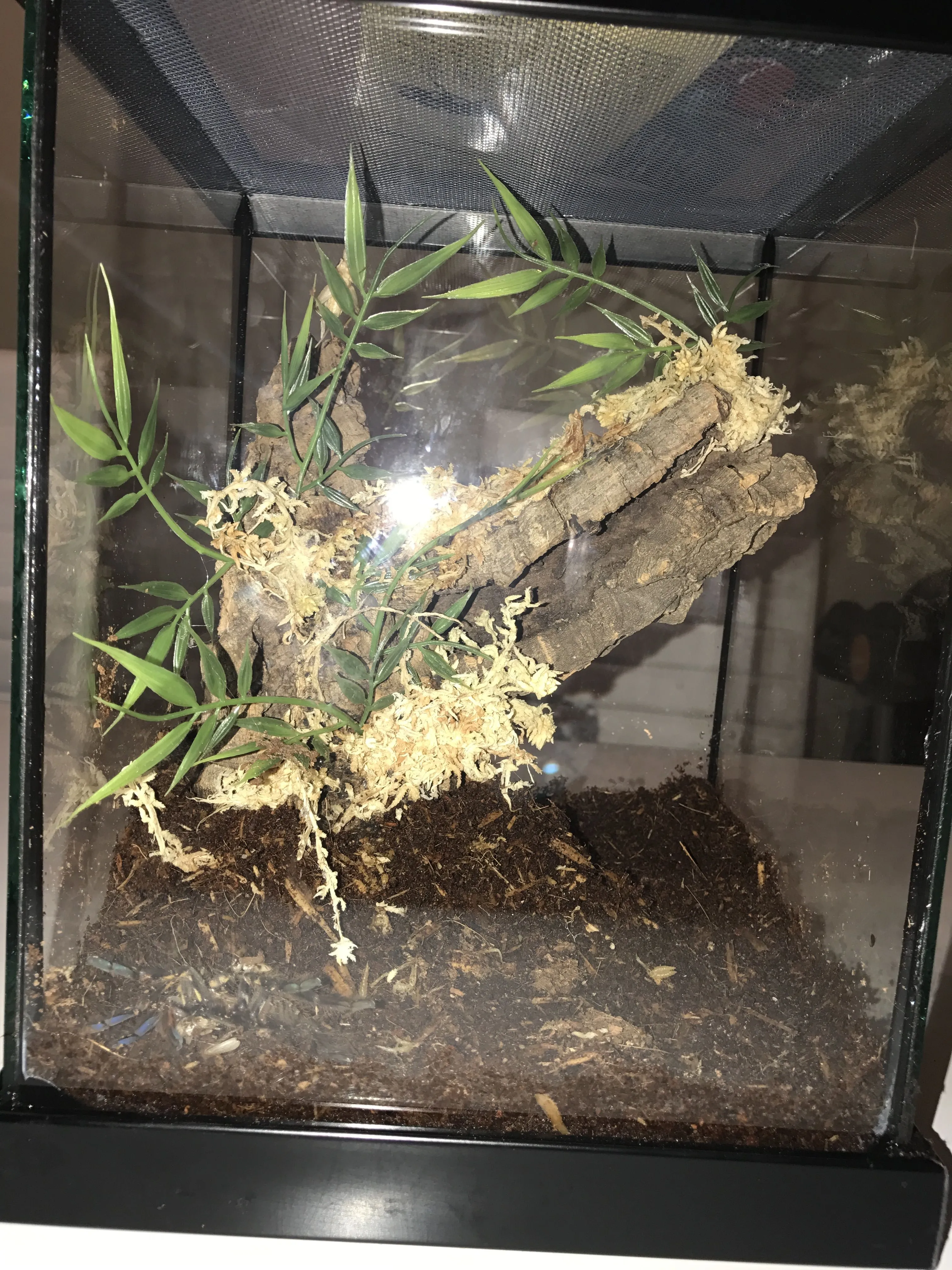 /img/20557-tarantula-species.webp