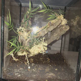 /img/20557-tarantula-species.webp