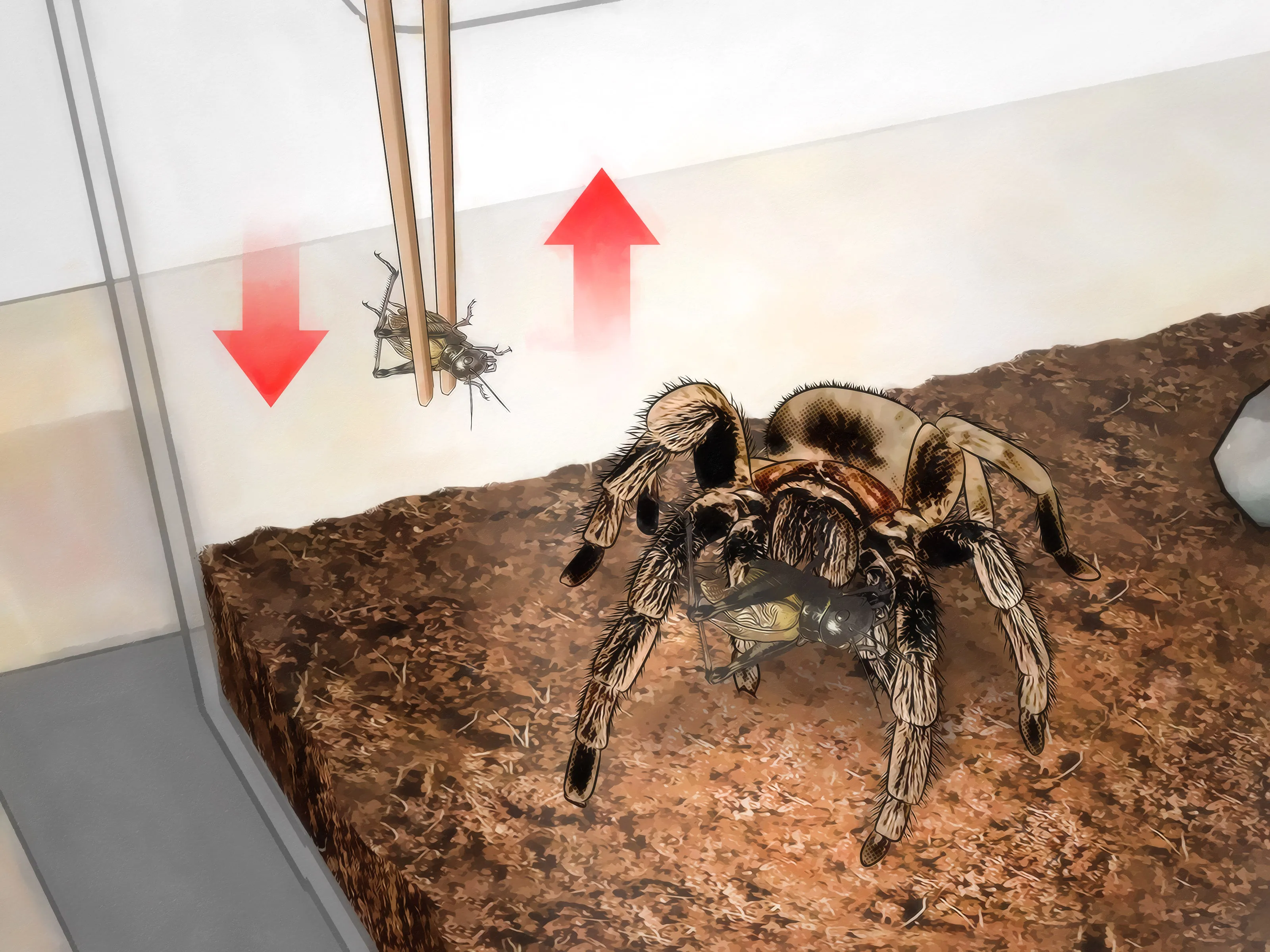 20558 live mouse tarantula