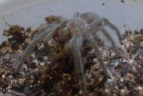 20558 tarantula eating mouse