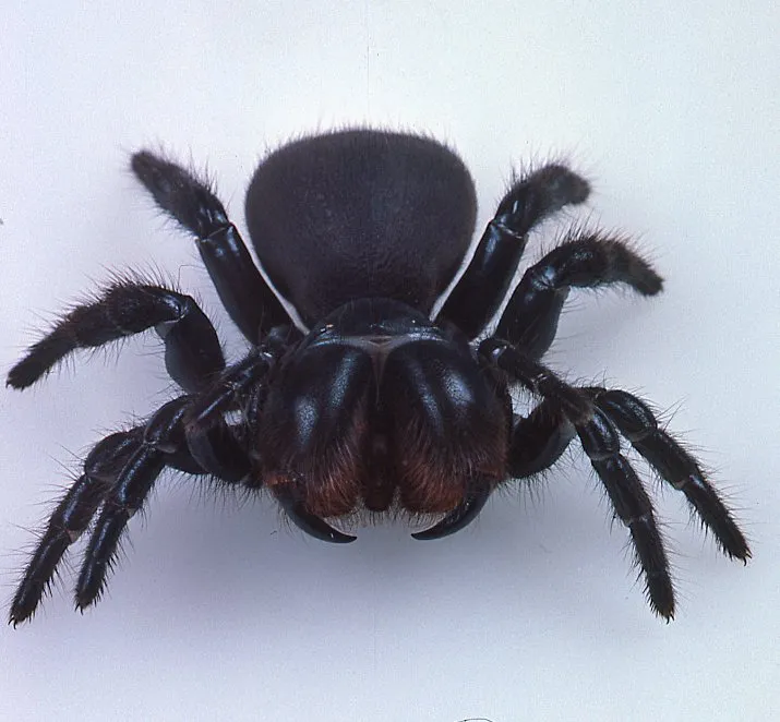 /img/20558-tarantula-habitat-cleaning.webp