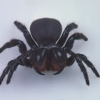 /img/20558-tarantula-habitat-cleaning.webp