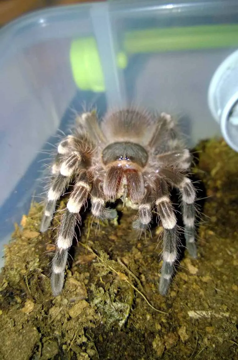 20558 thawing mouse tarantula