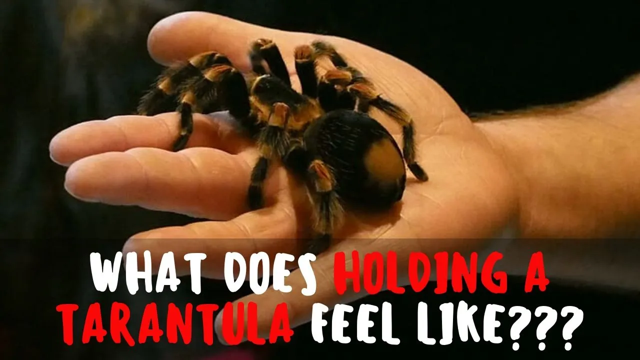 20559 approaching tarantula
