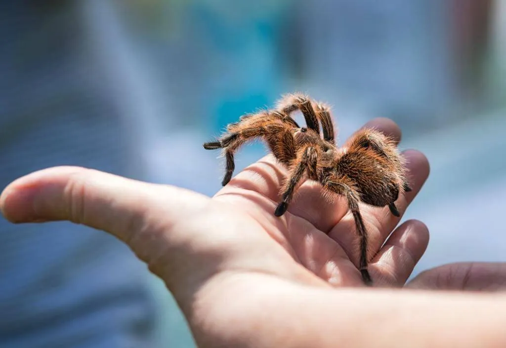 20559 tarantula behavior