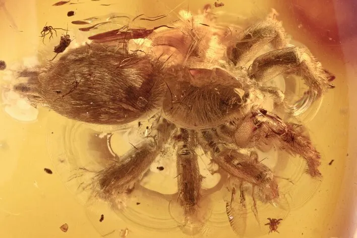 20560 andalusian funnel web tarantula conservation